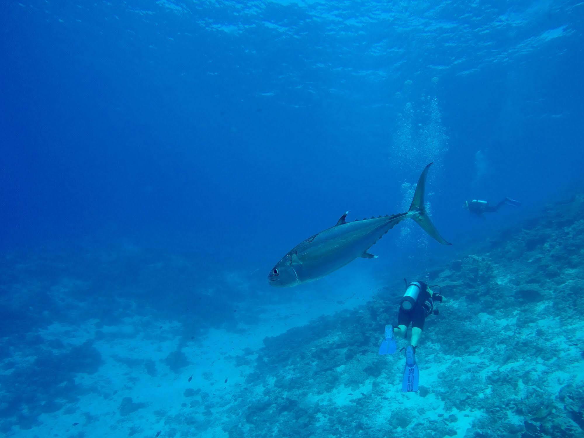 Aveyla Manta Village Dharavandhoo